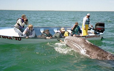 Gentle Giants – Whales in BC